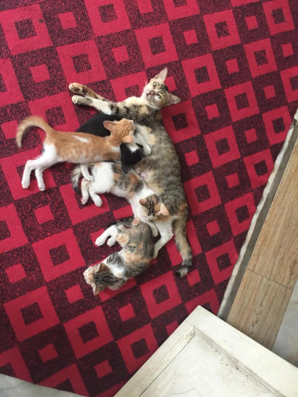 Tam Coc Green Fields Homestay ニンビン エクステリア 写真