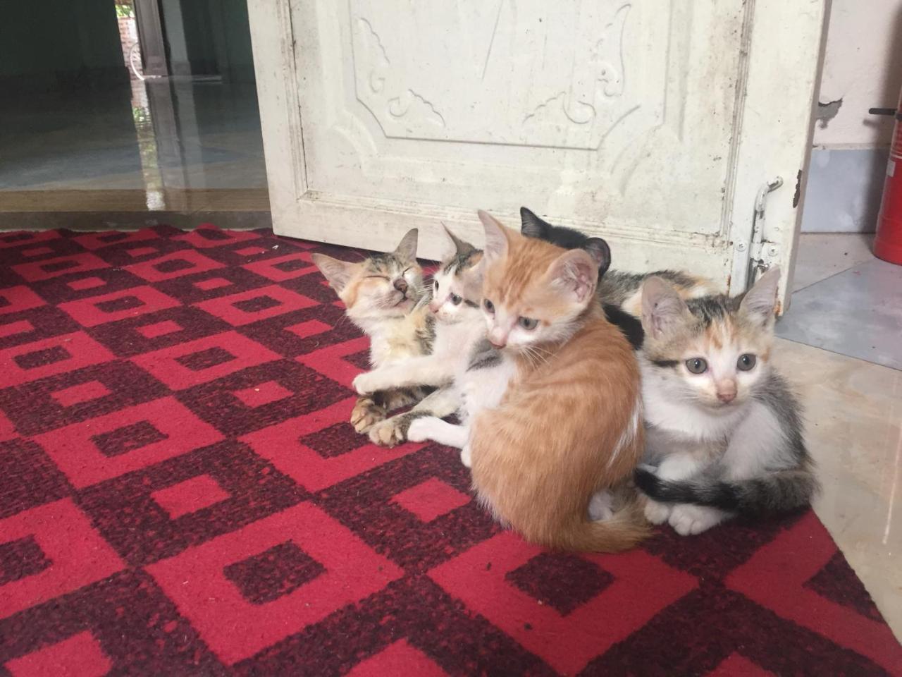 Tam Coc Green Fields Homestay ニンビン エクステリア 写真